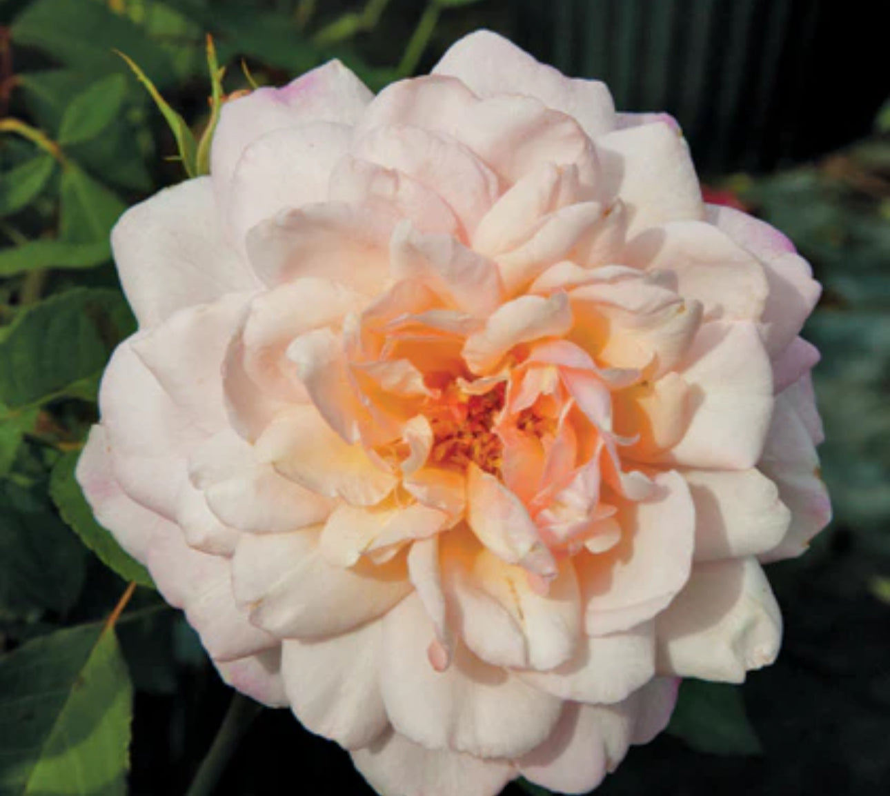 Gruss An Aachen image 0