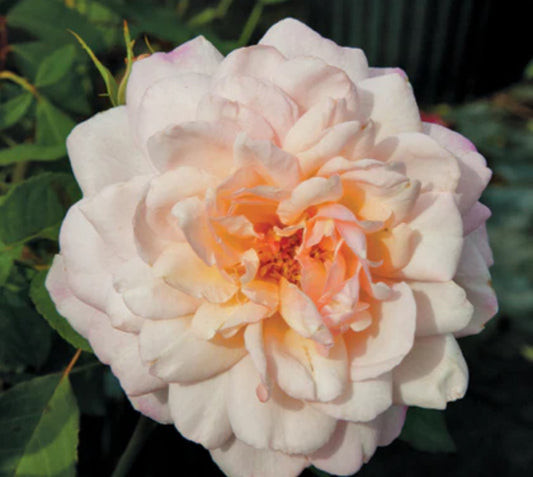 Gruss An Aachen image 0