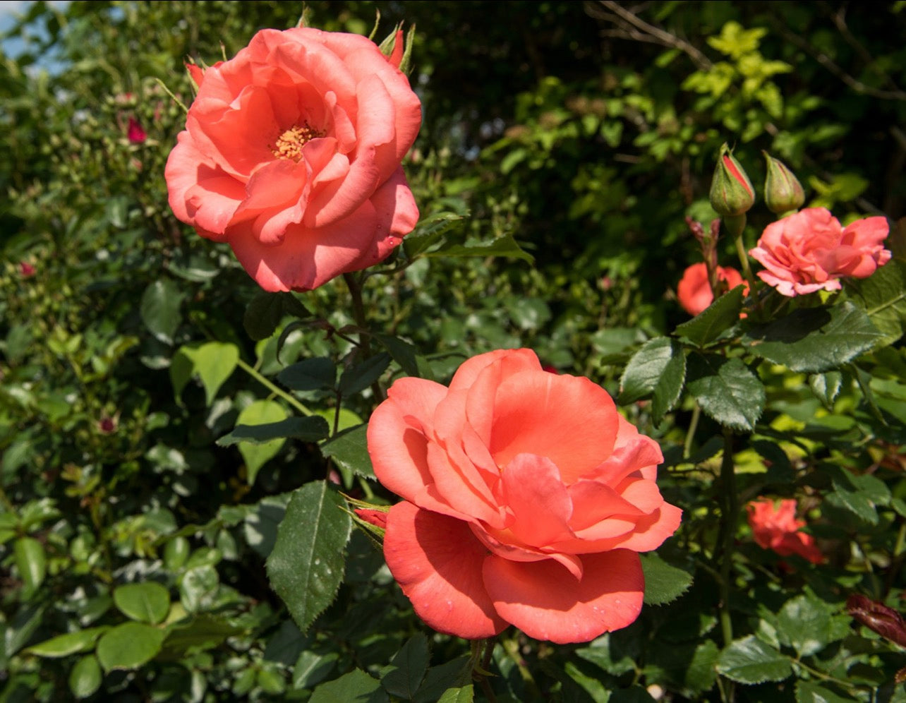 Alpes (MEImonblan) image 0