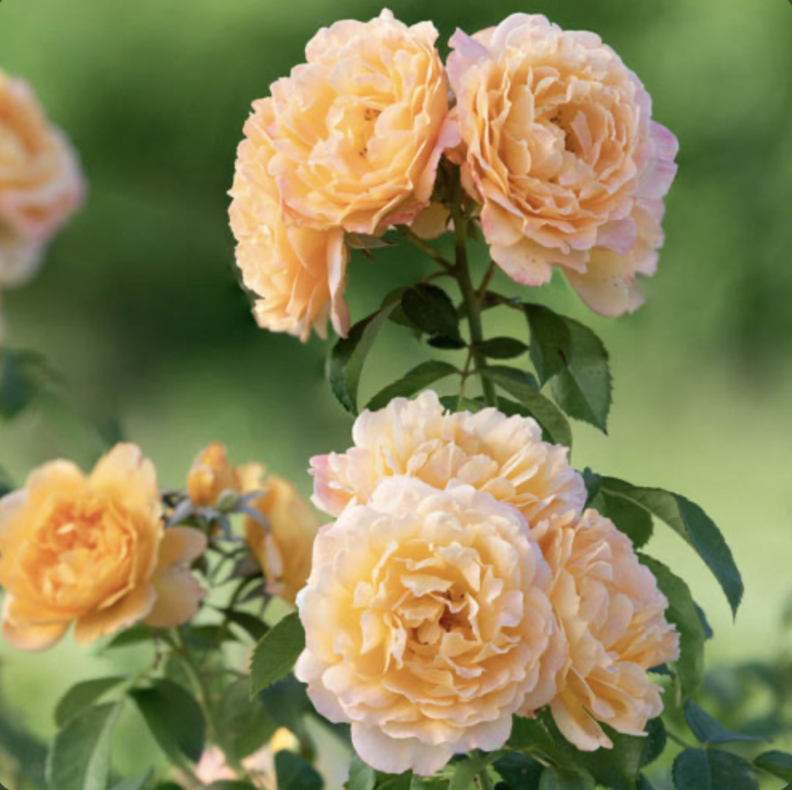 Forever Amber image 1