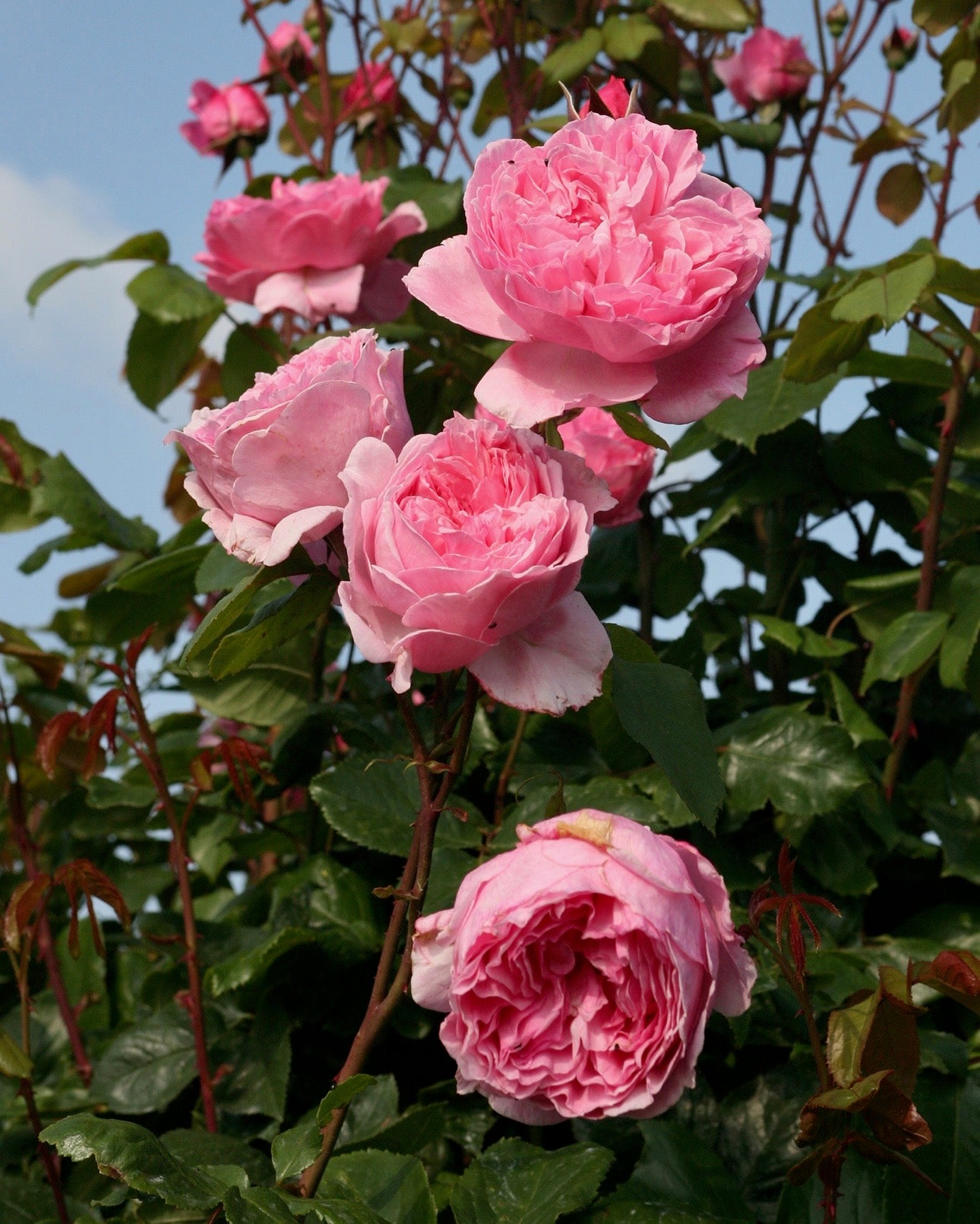 Kiss Me Kate image 0