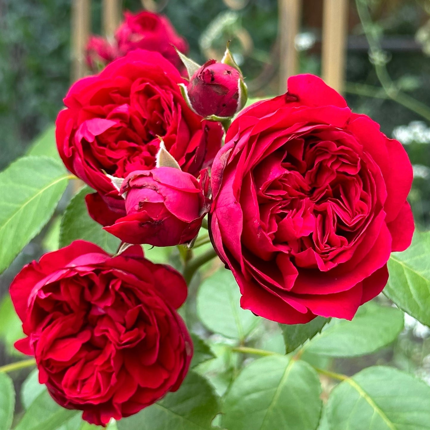 Rouge Pierre de Ronsard (MEIdrason) image 1