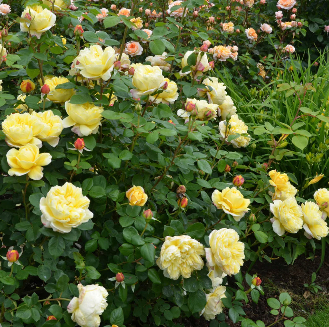 Charles Darwin image 0