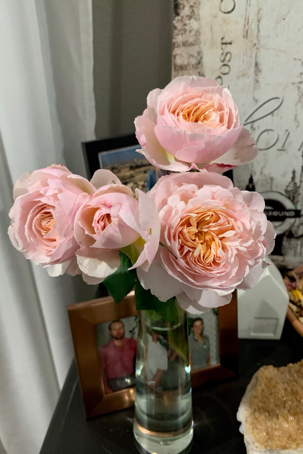 Help Me Find Roses Garden and Home (DELanac) – One Love Rose and Gardens