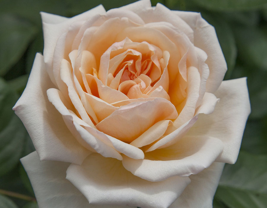 Apricots n' Cream image 0