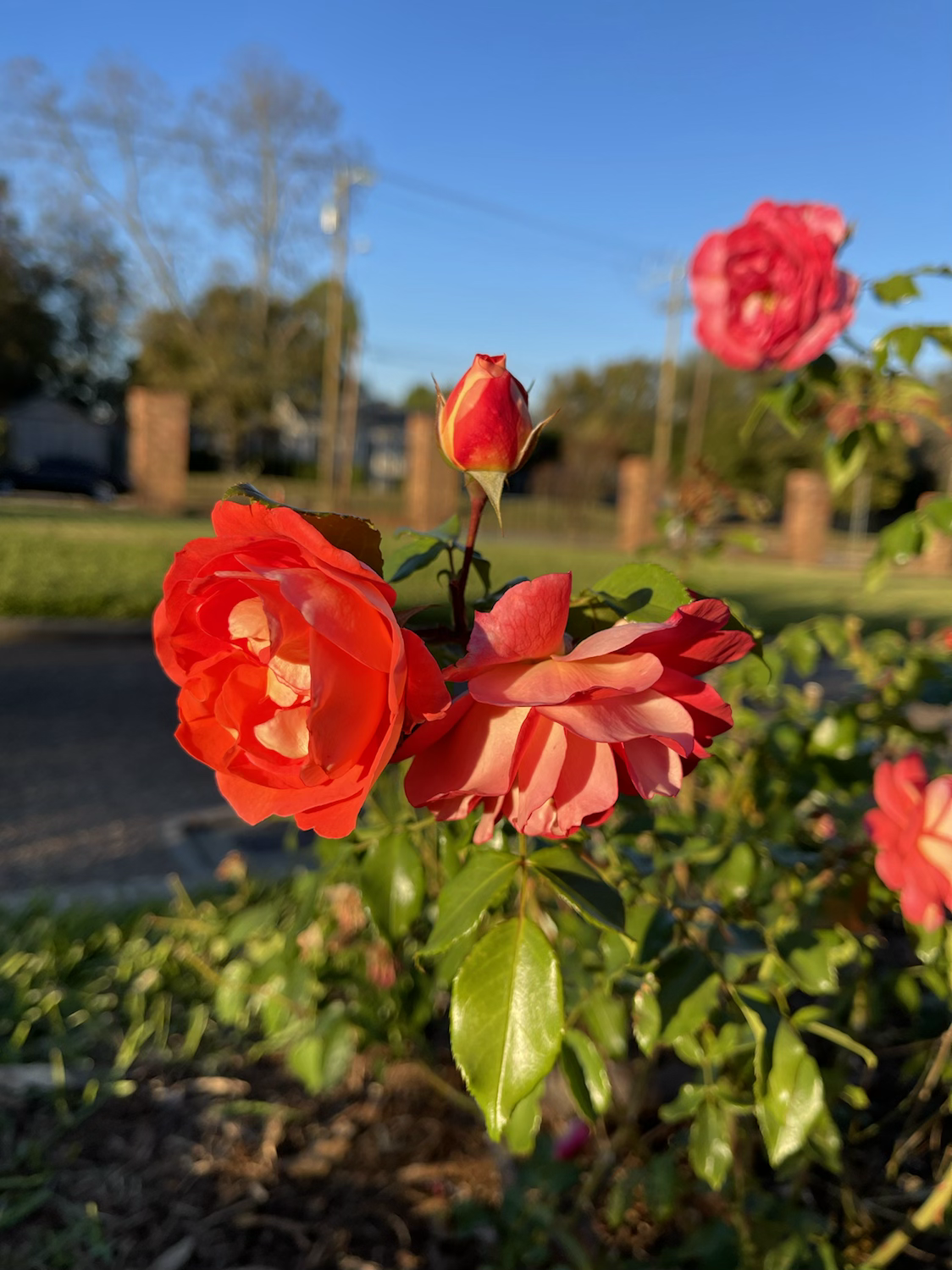 Eternal Flame (KORassenet) image 1