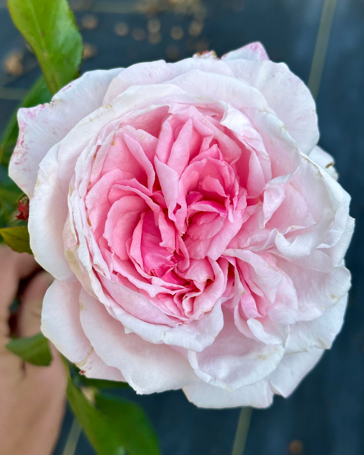 St. Genevieve de Paris image 3