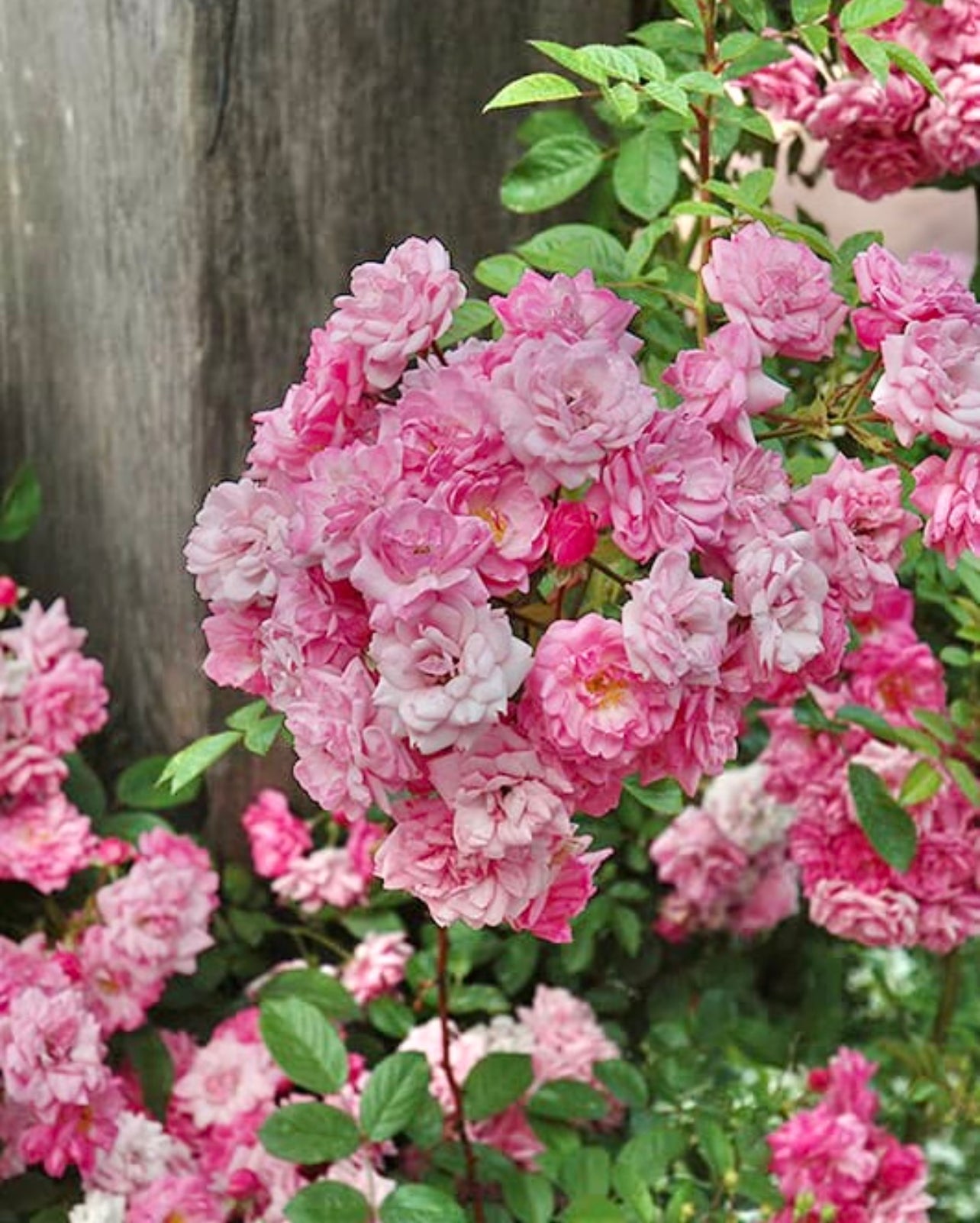 Peggy Martin image 1