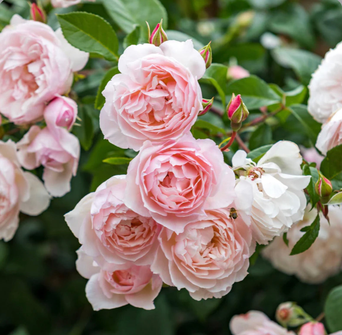 The Generous Gardener image 0