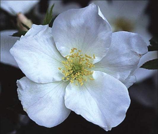 Morden Snowbeauty image 0