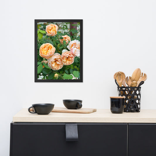 Framed Photo "Peach English Bloom" image 0