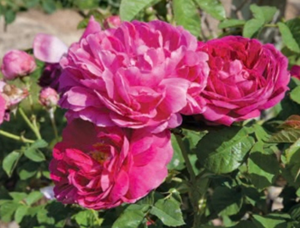 Madame Issac Perriere image 1