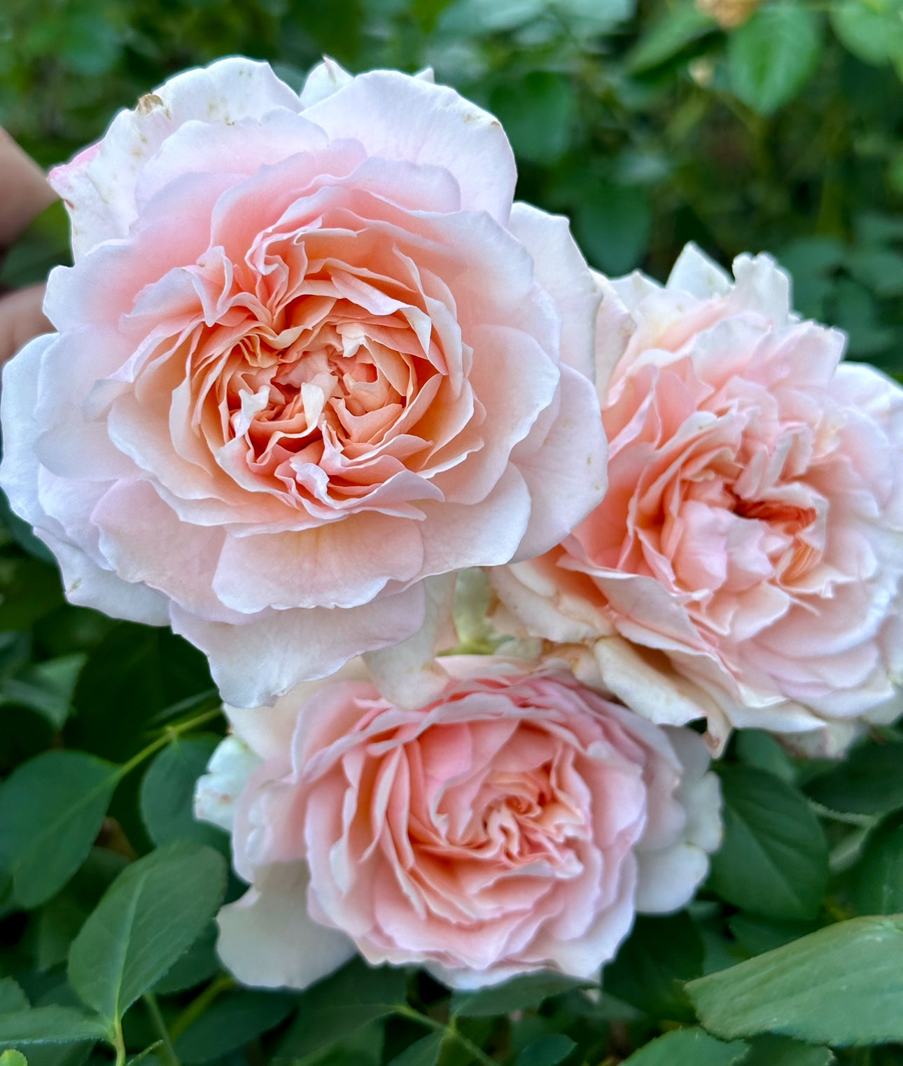 Peter’s Joy image 2