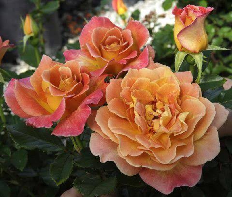 Rosie the Riveter 24” Tree Rose