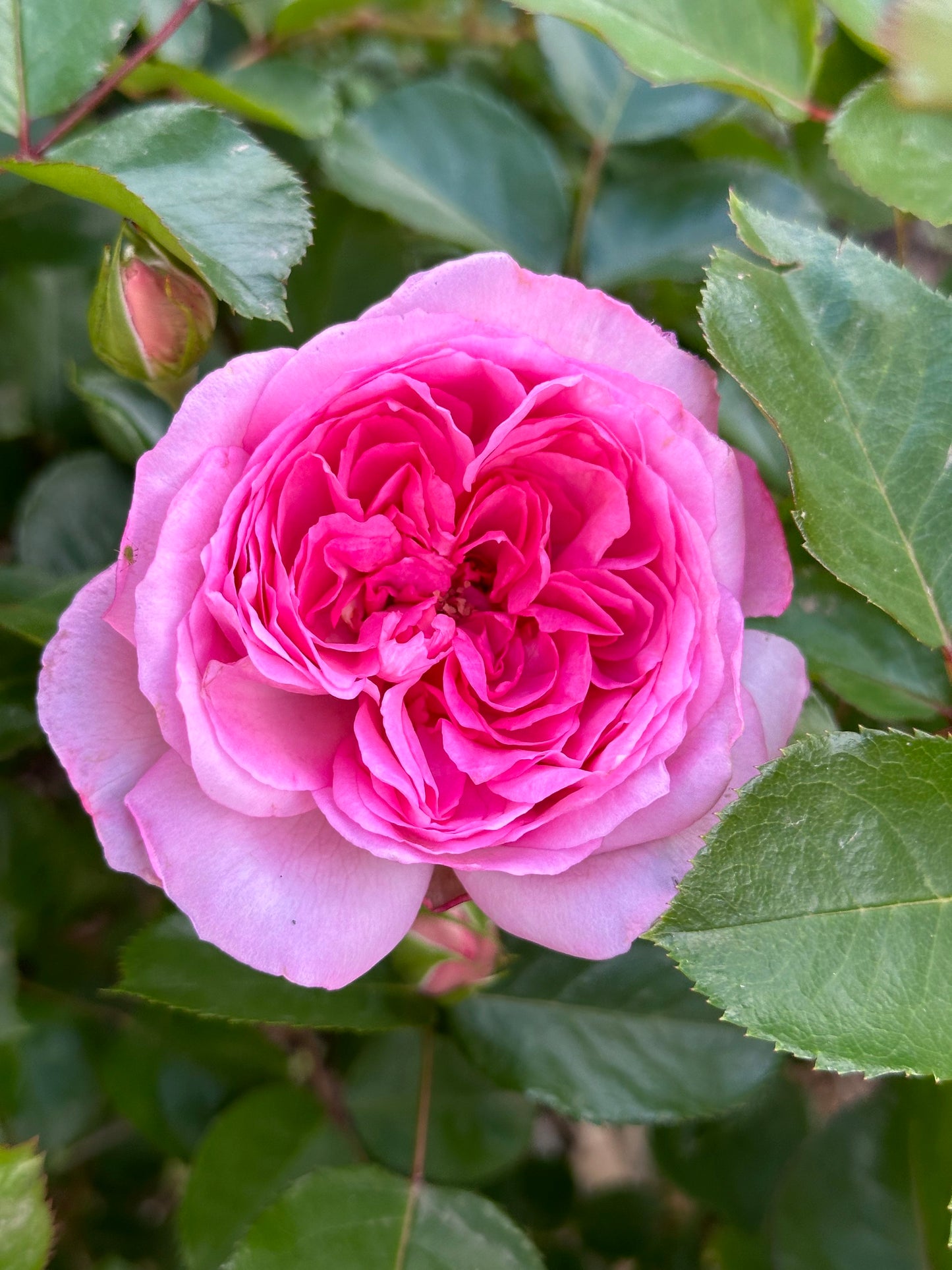 Coppelia (SAUban) image 3