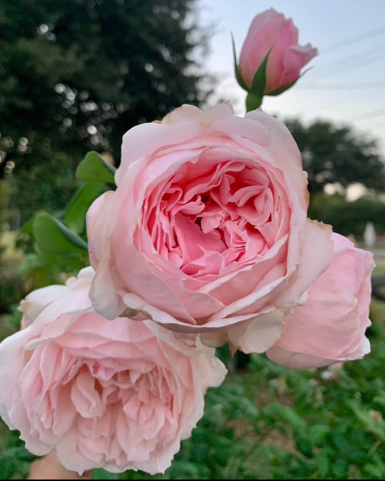 Sweet Frances image 0