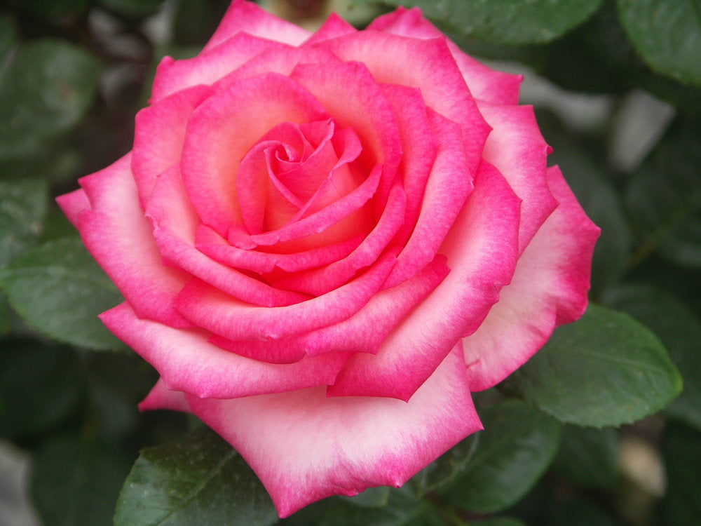 Picture Perfect image 0