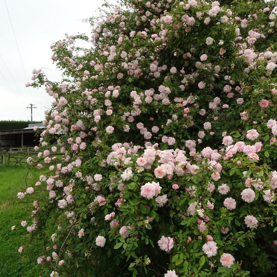 Climbing Cecile Brunner image 0