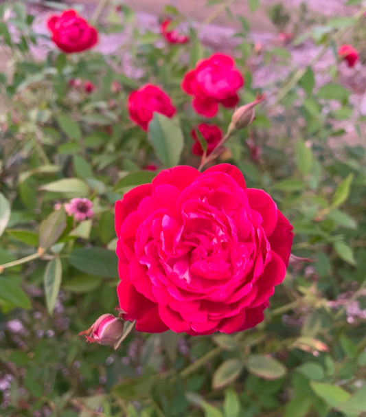 Cramoisi Superior image 0