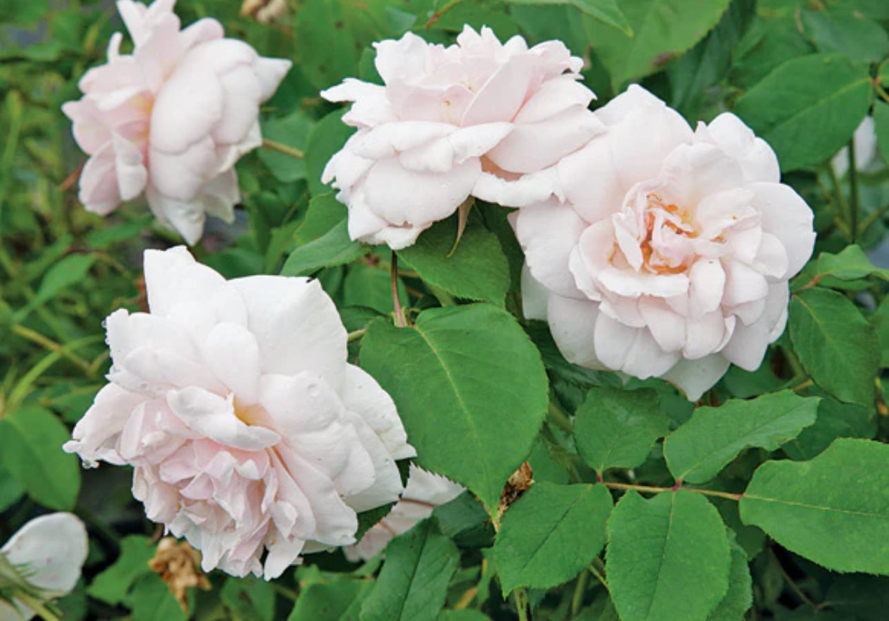 Madame Alfred Carrier image 0