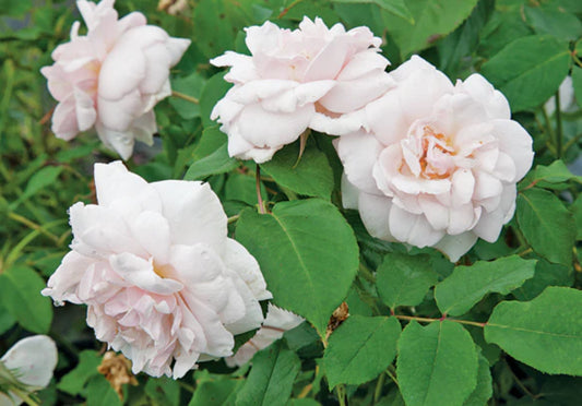 Madame Alfred Carrier image 0