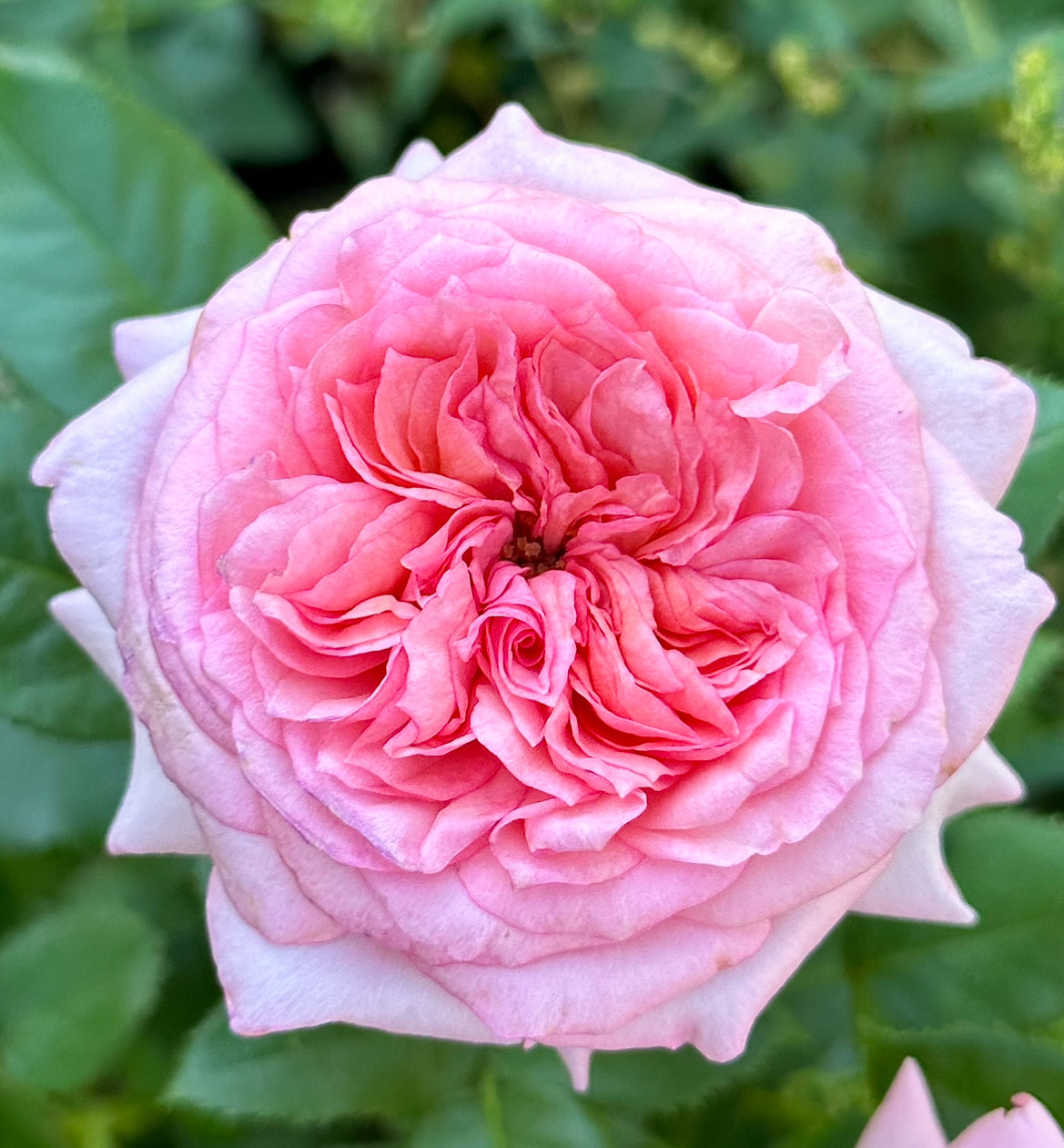 Wedding Breeze  image 1