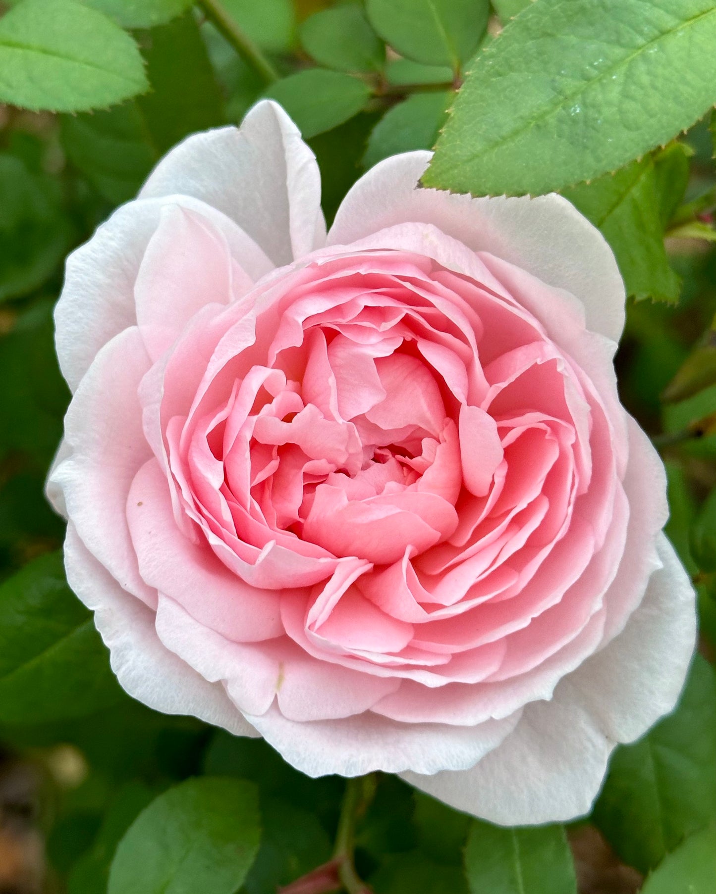 Sister’s Fairytale image 1