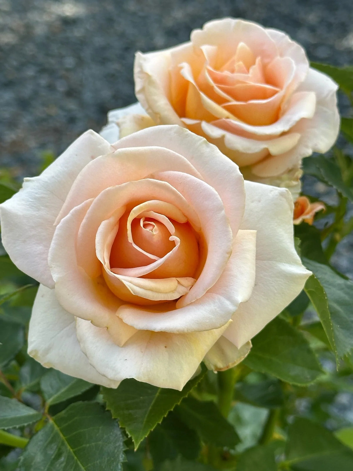 Devotion Rose Devotion – One Love Rose and Gardens