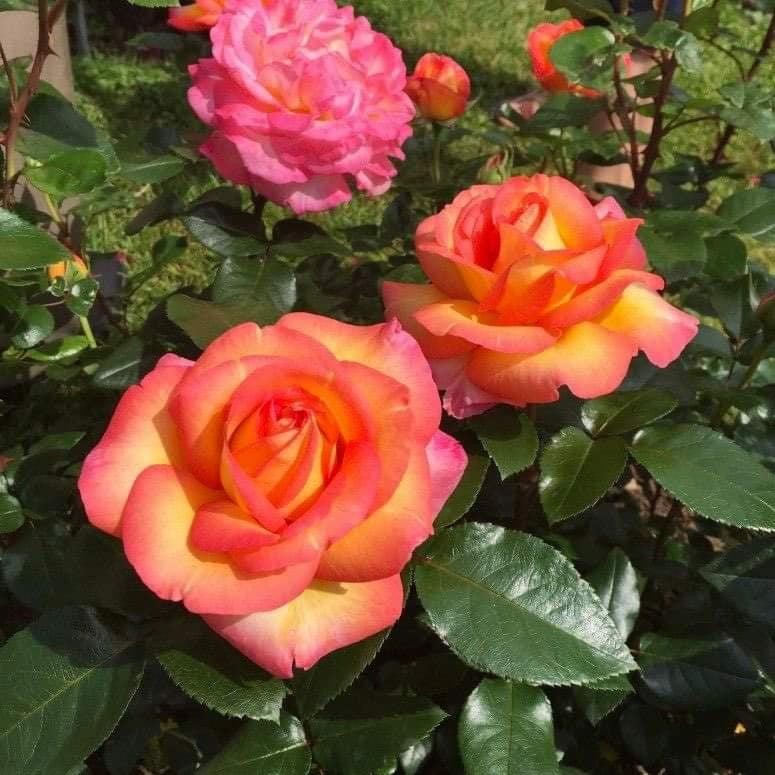Help Me Find Roses ADArequatro – One Love Rose and Gardens