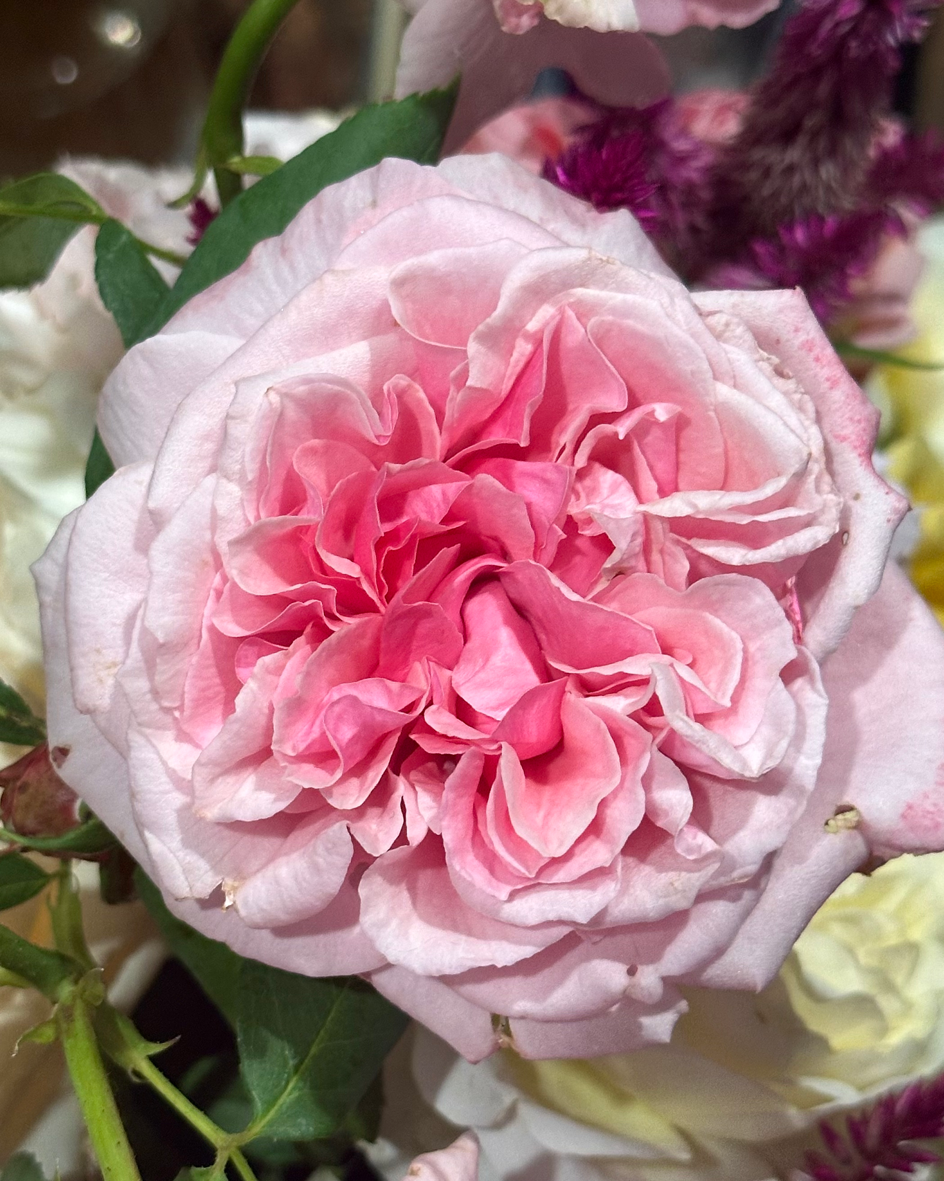 St. Genevieve de Paris image 6