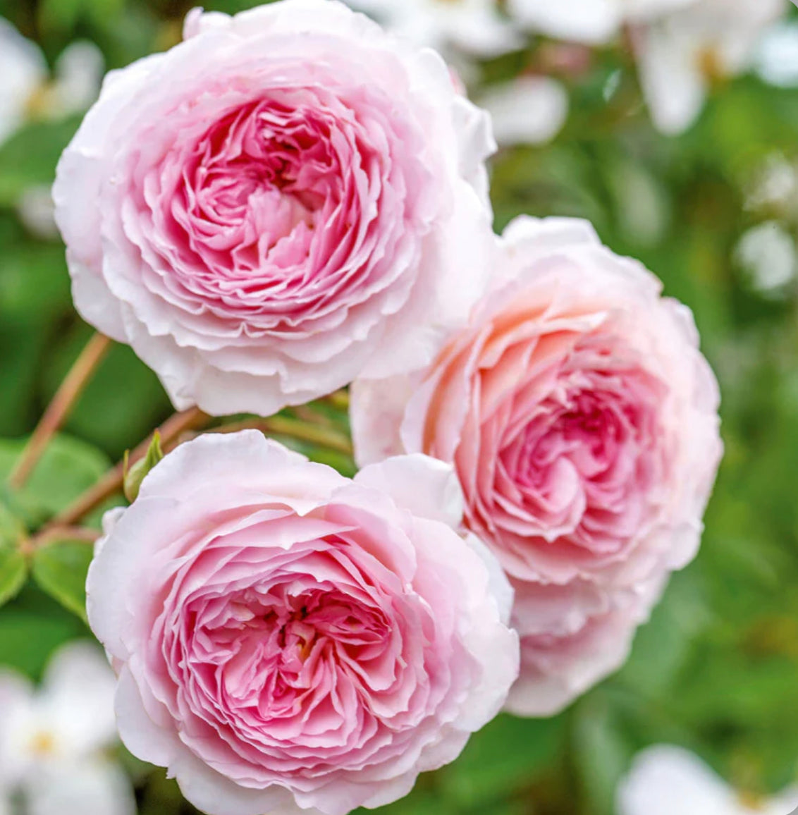 James Galway image 0