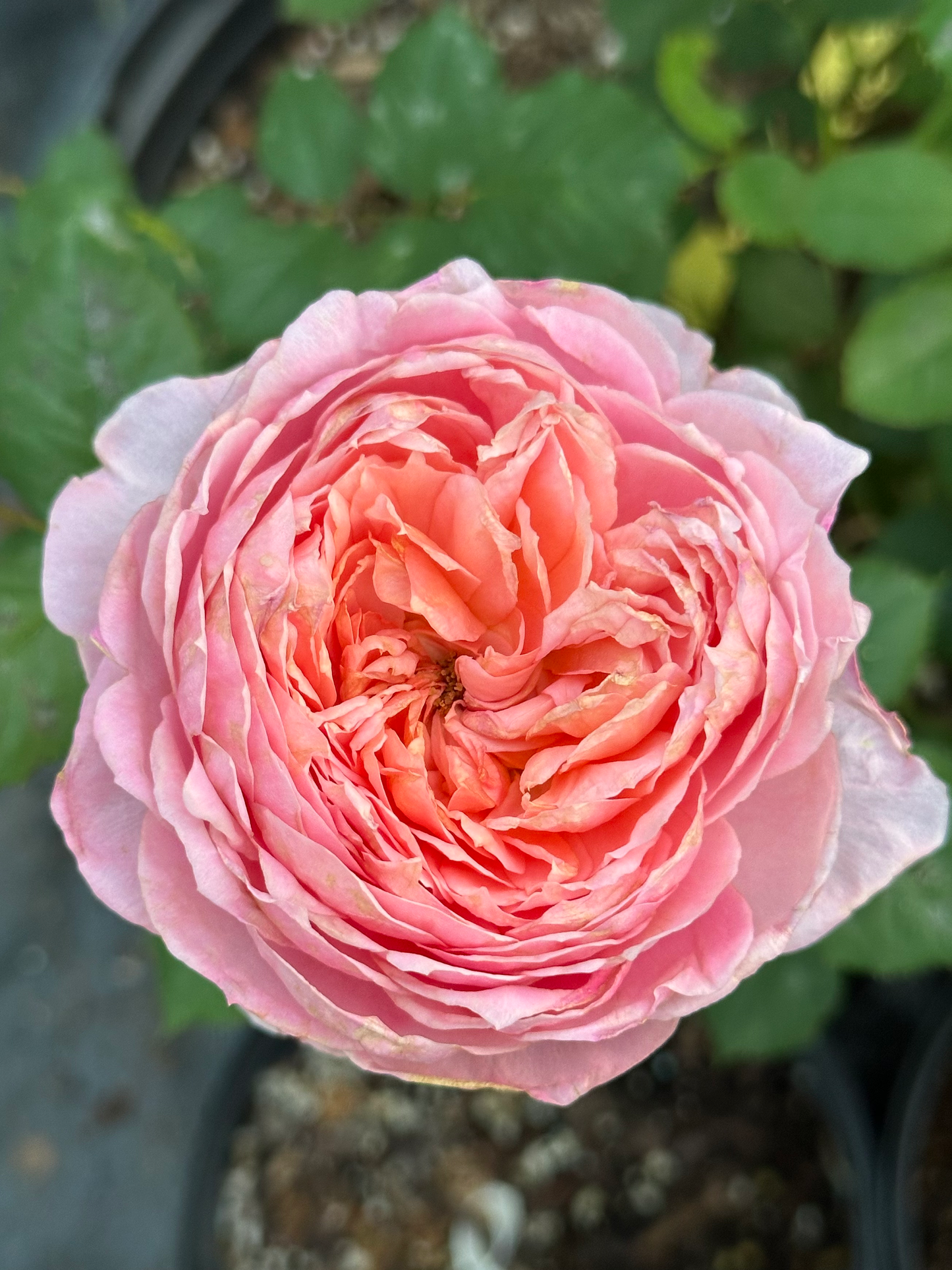 Peach Dye (Tao Ran) image 0