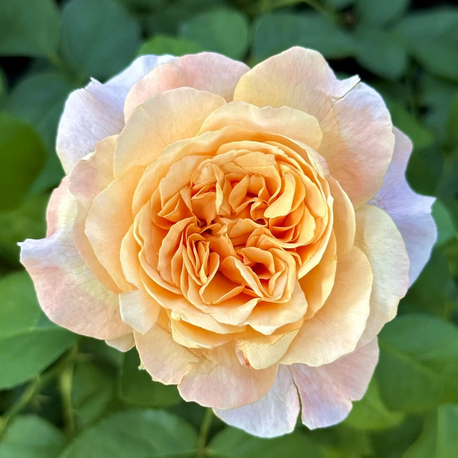 Morning Glow image 0