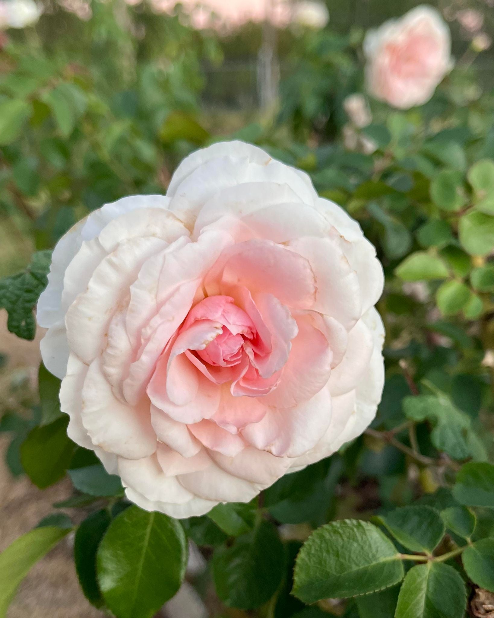 Elegant Fairy Tale image 6