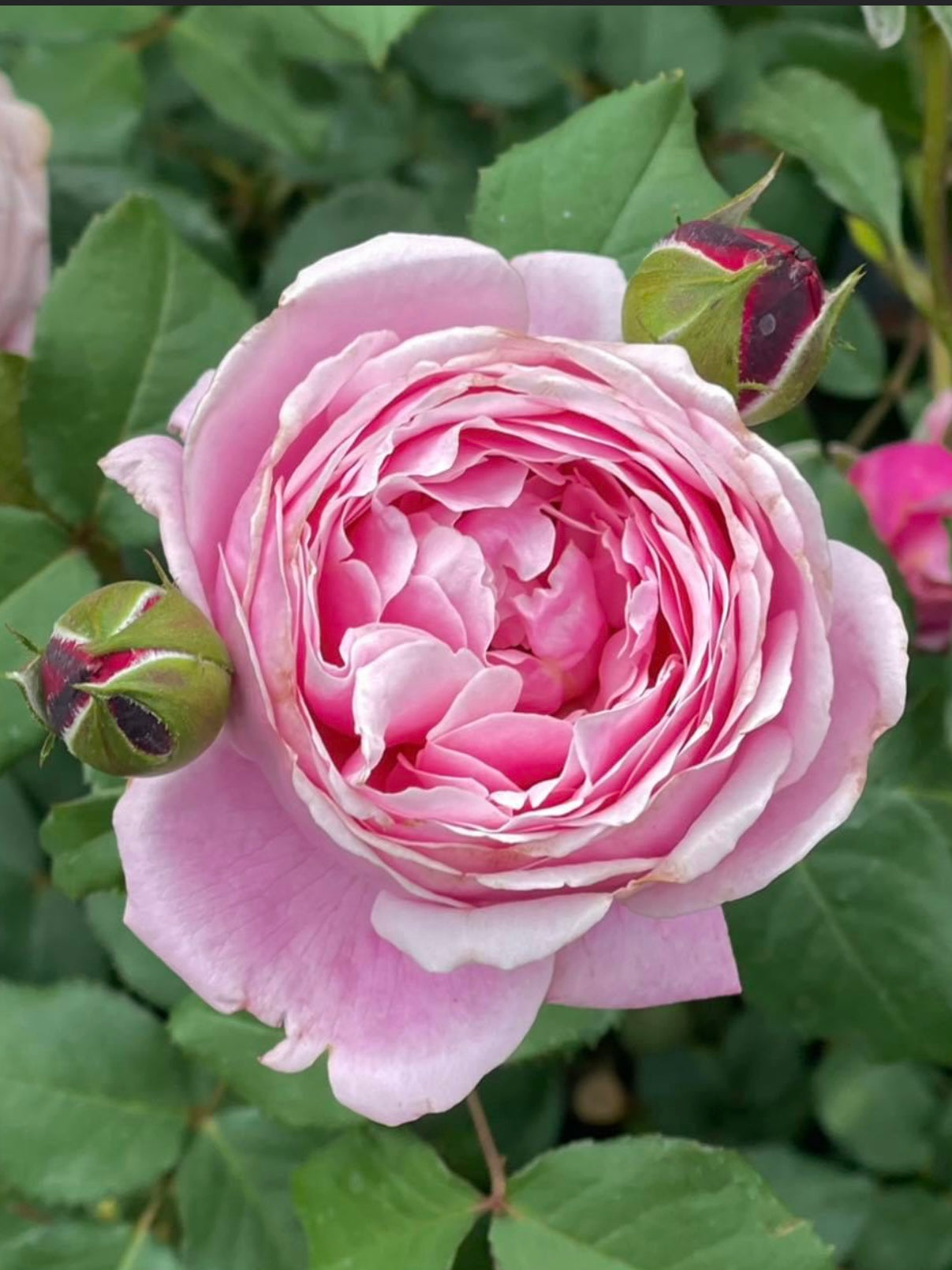 Soeur Emmanuelle (DELamo) image 1