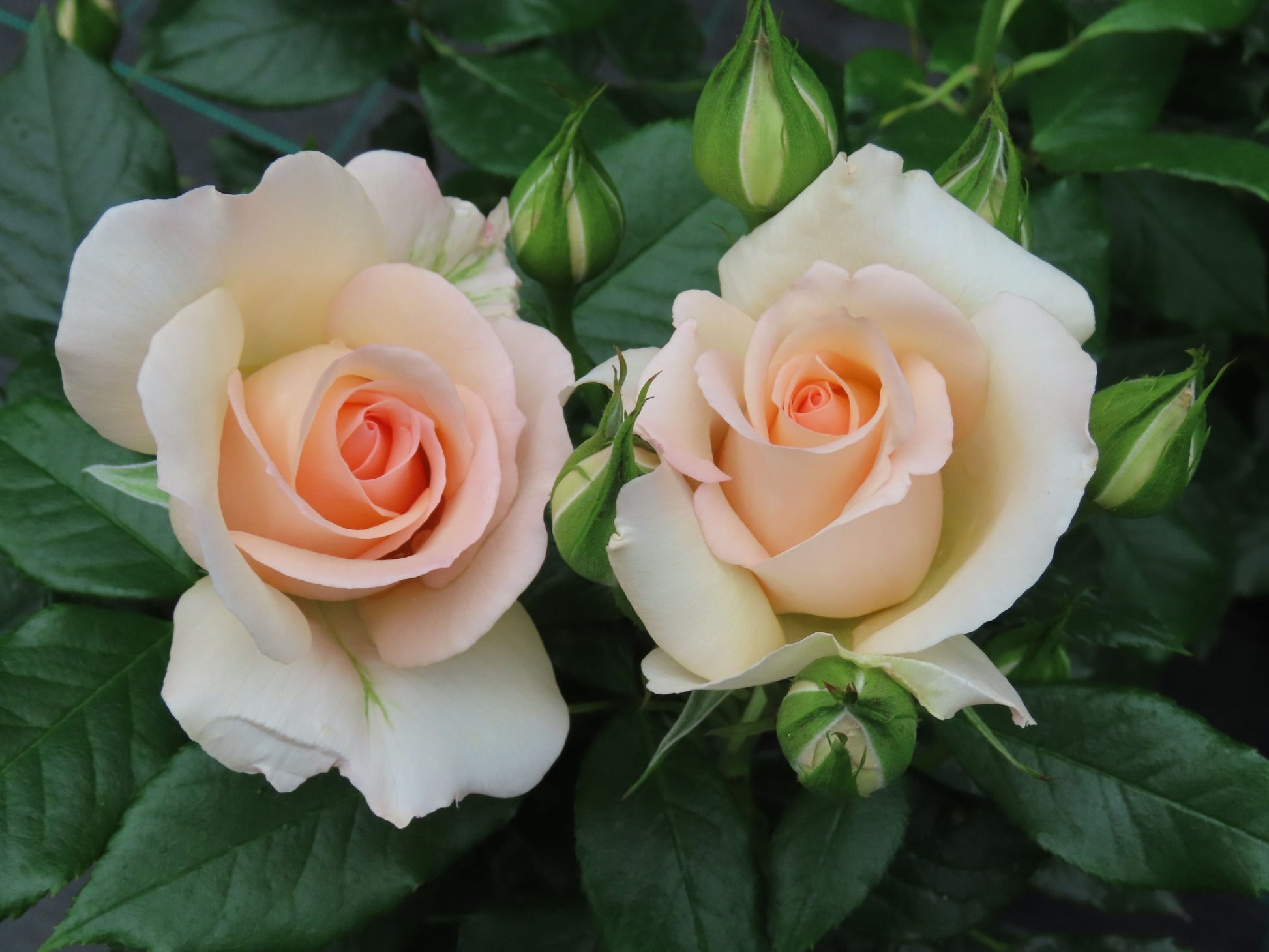 Chandos Beauty image 3