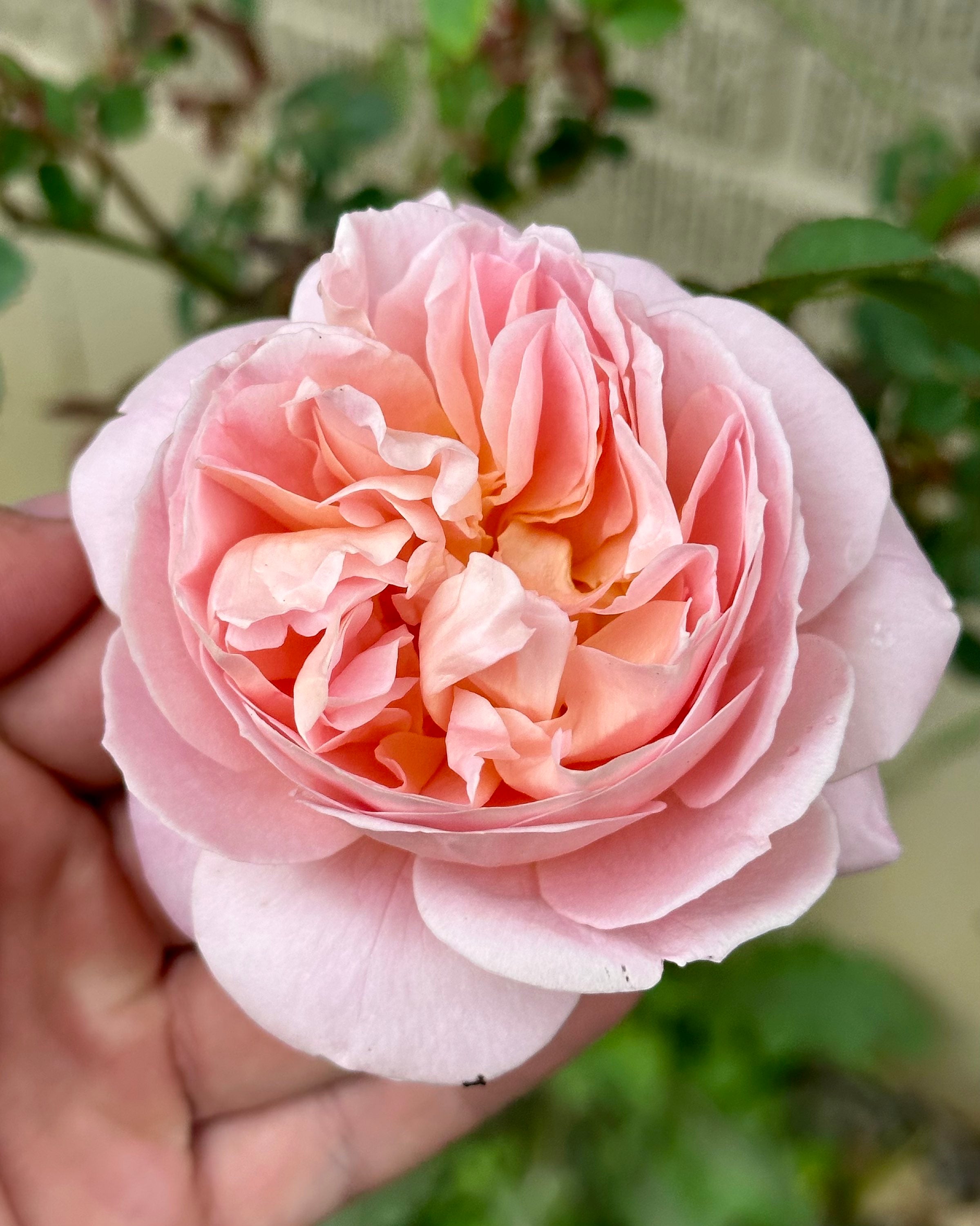 CLEthor – One Love Rose and Gardens