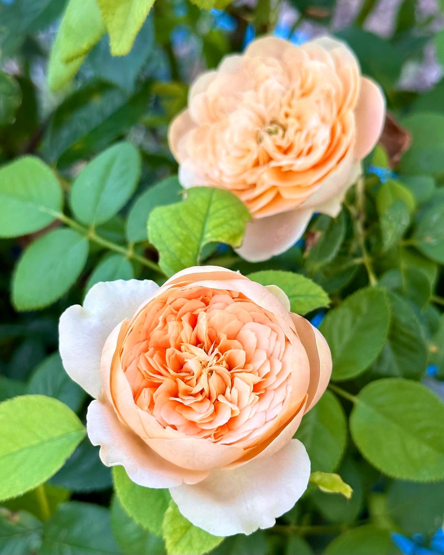 Double Ambre image 10