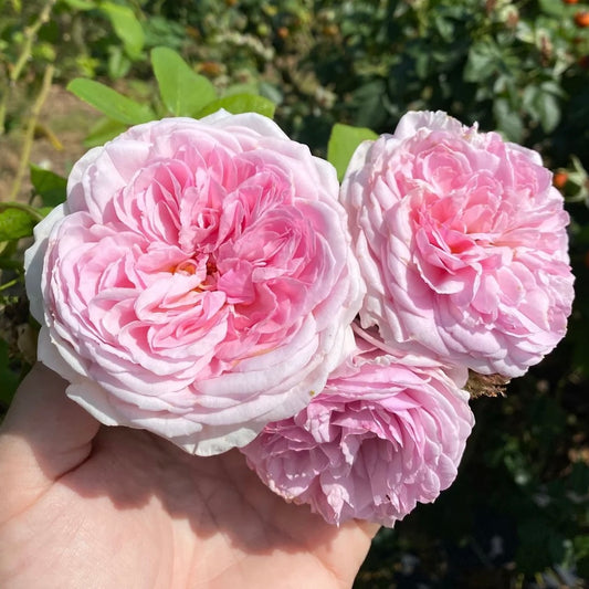 La Vicomtesse image 0