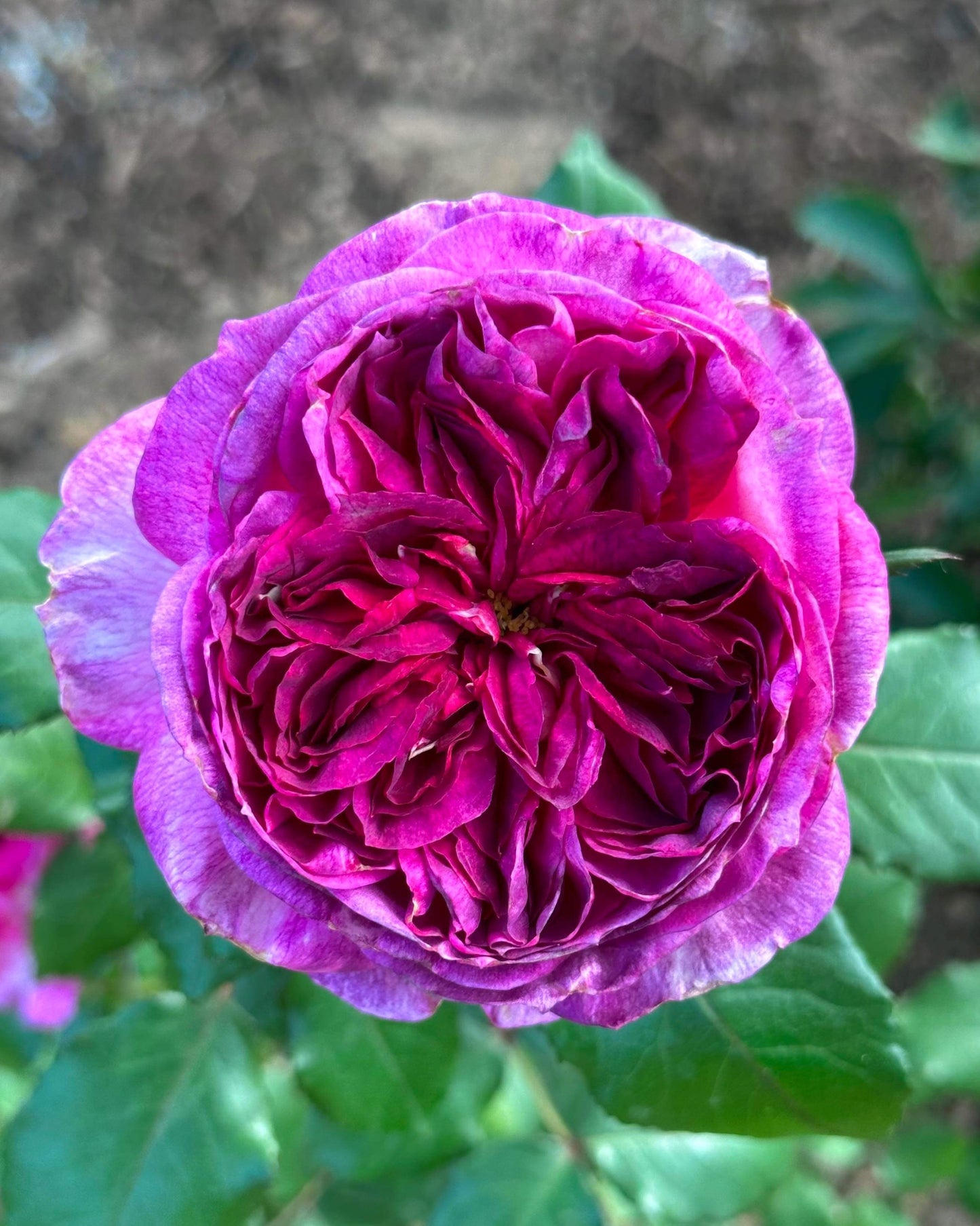 Blueberry Pannacotta (DELviopar) image 0