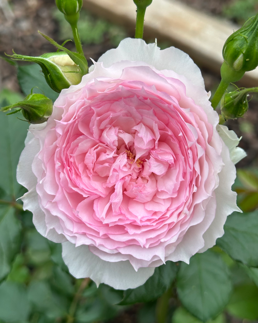 Misty Moon (RongRong Yue) image 0