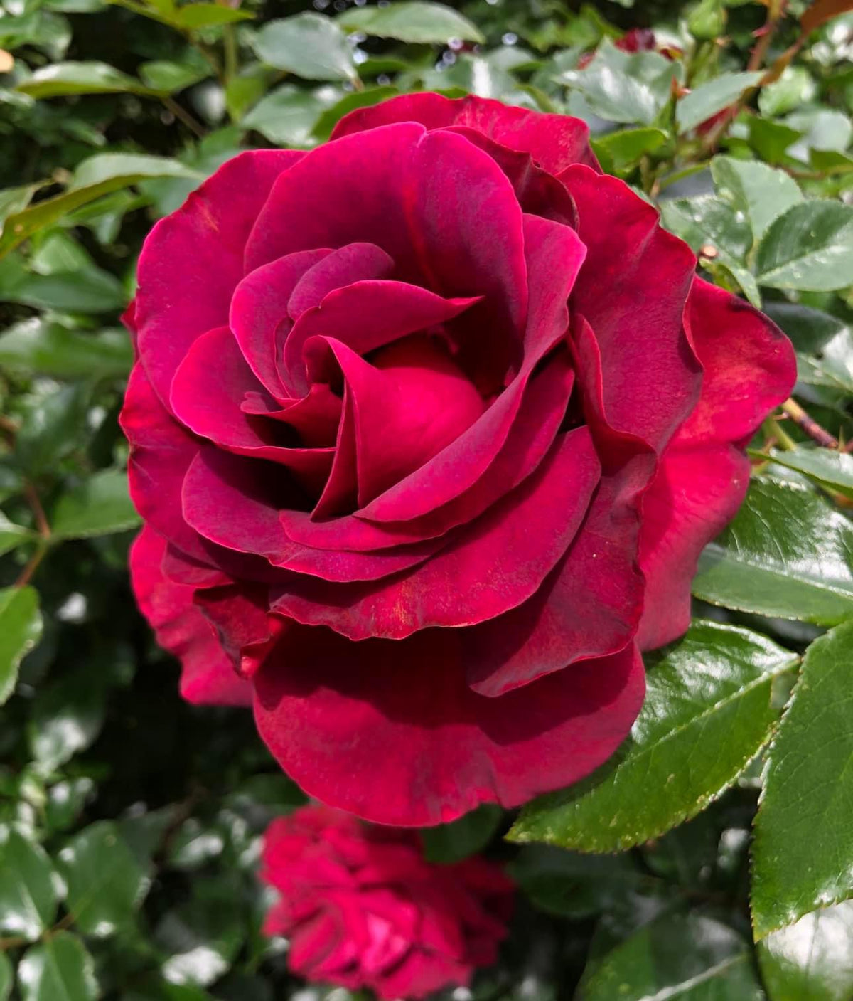 Oner Roses Our Anniversary – One Love Rose and Gardens