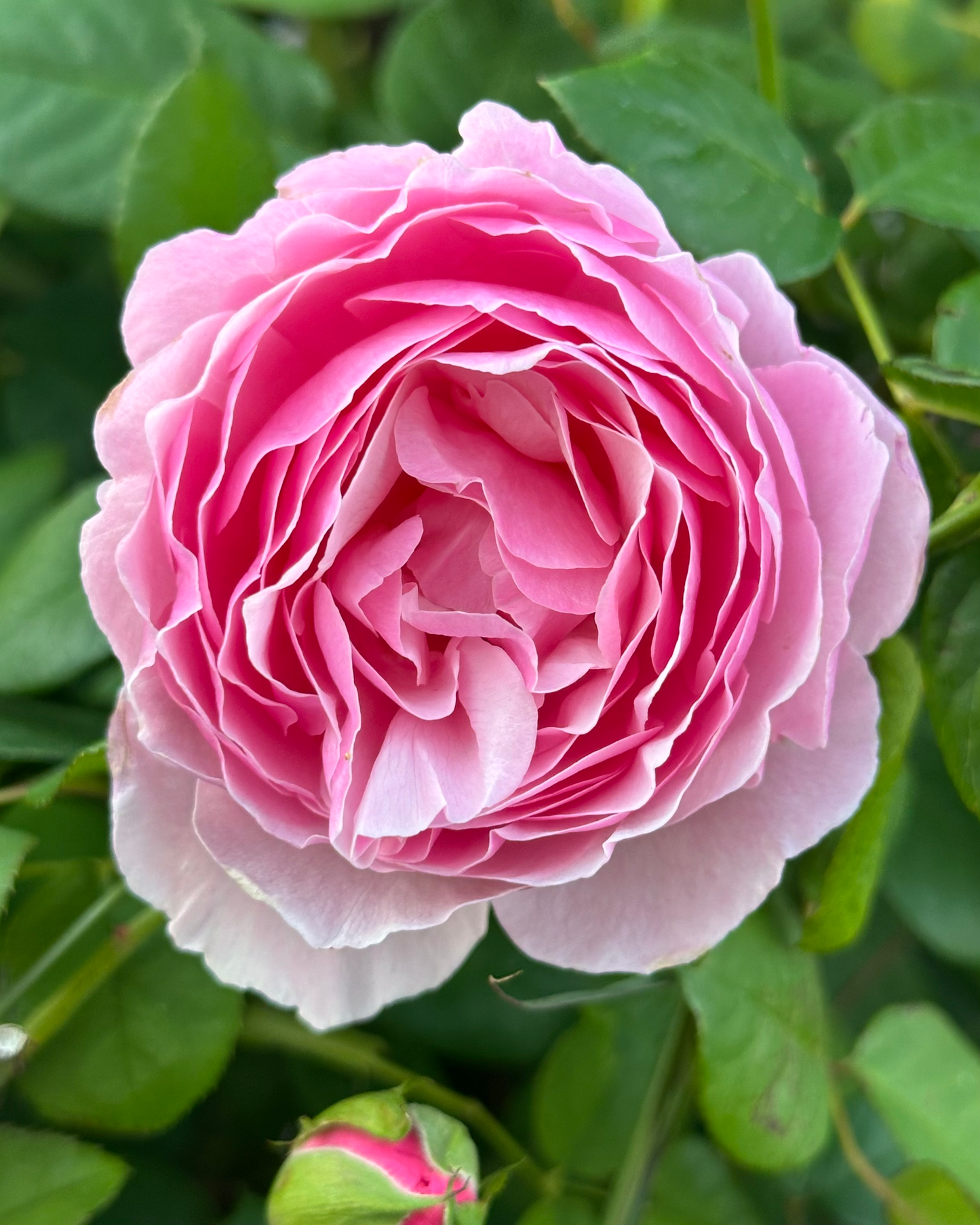 Garden Dream (TAN97281) image 1