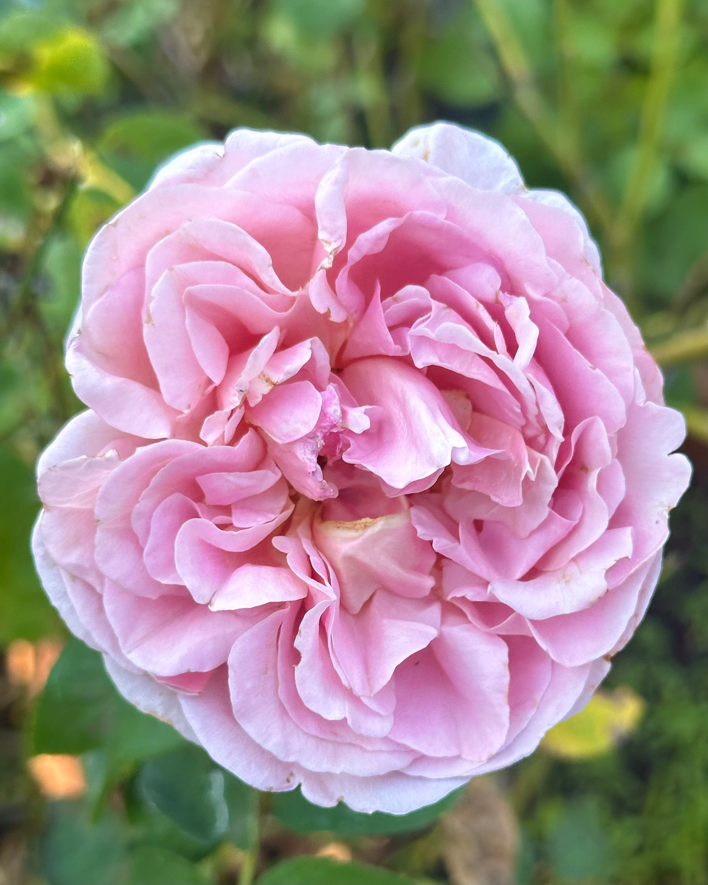 Chocolate Romantica image 0