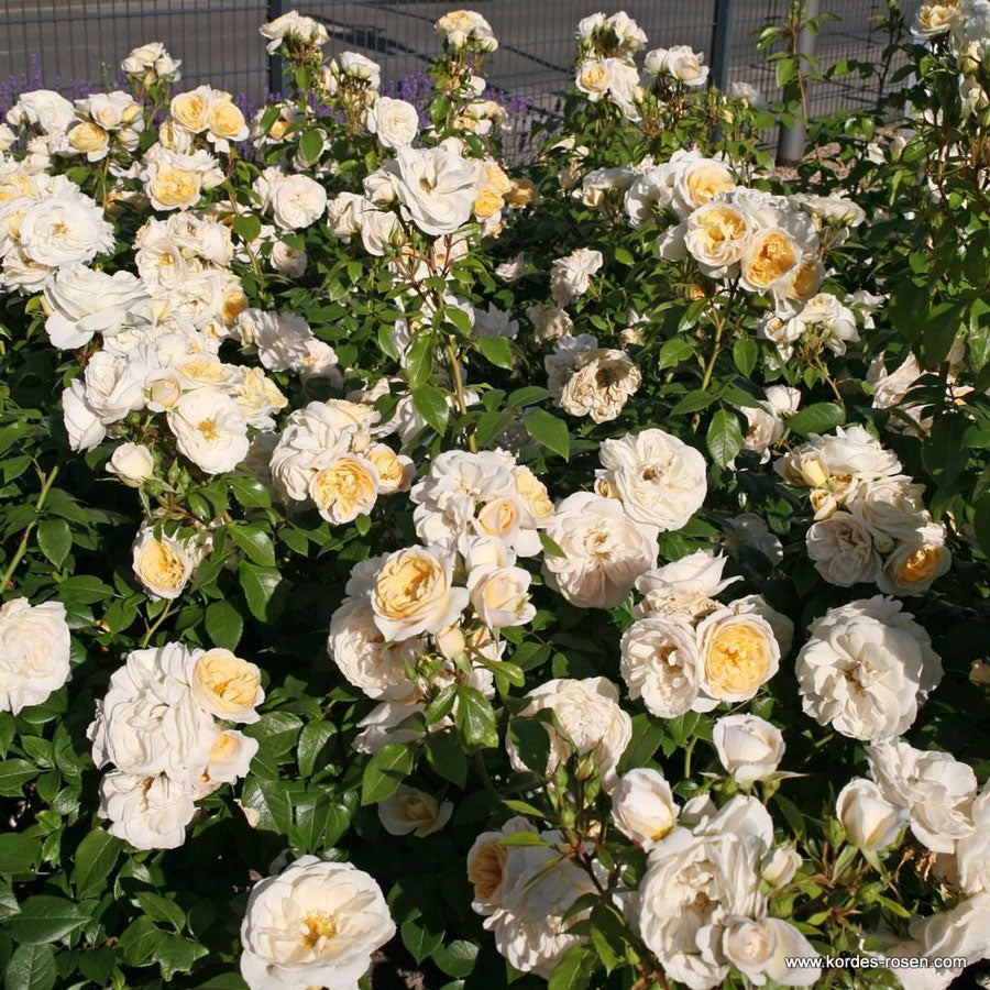 Kosmos Fairy Tale image 1