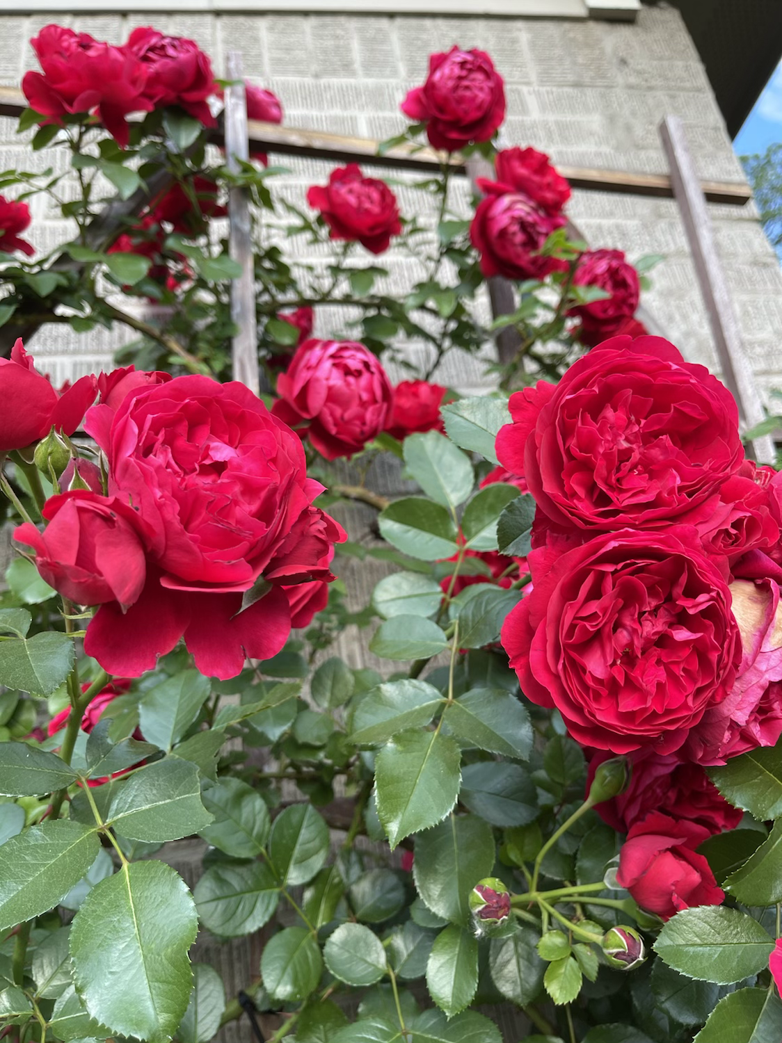 Climbing Florentina image 2