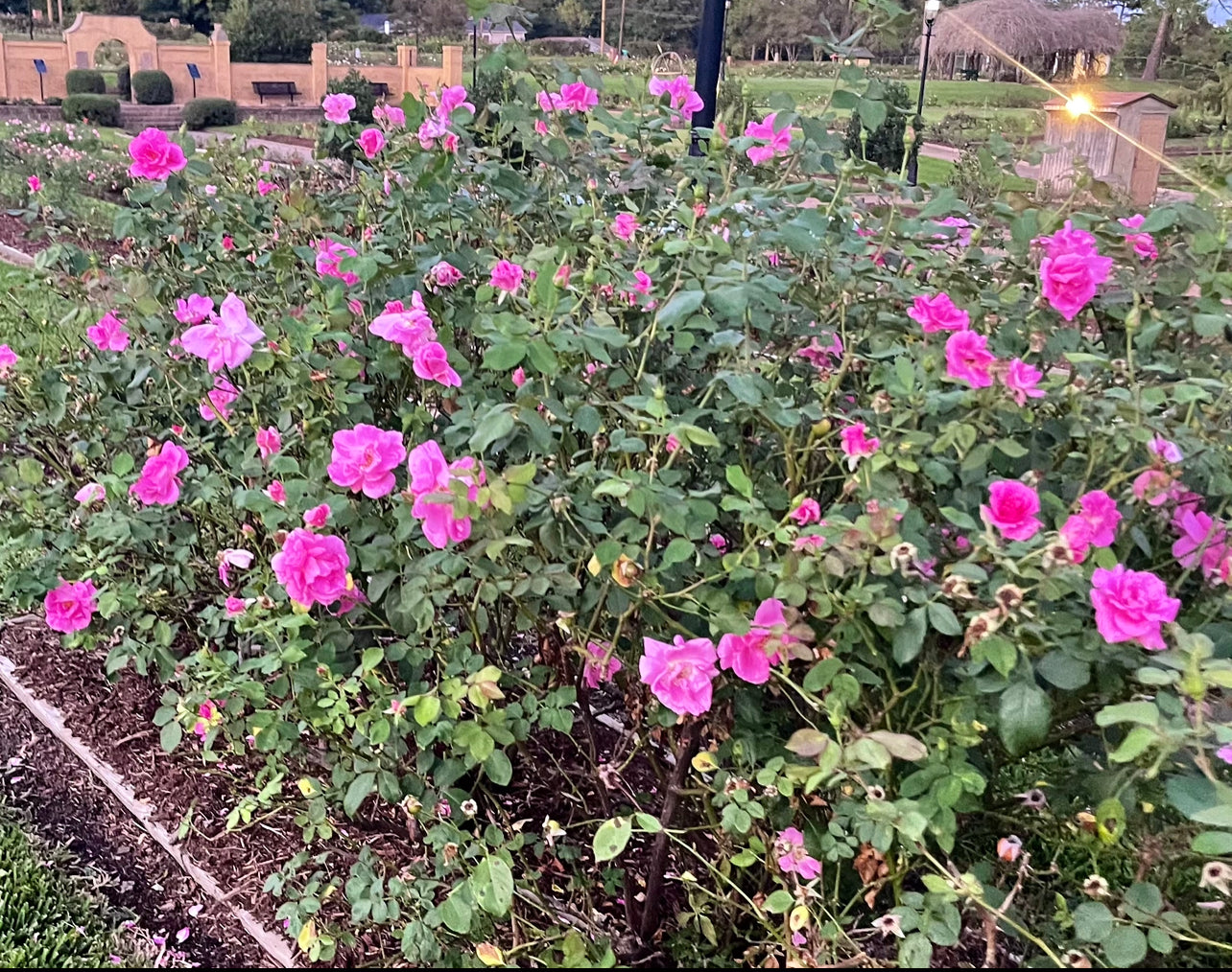 Princess Verona image 0