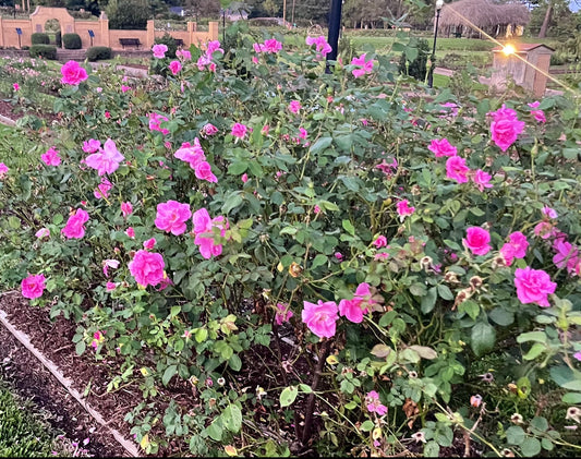 Princess Verona image 0