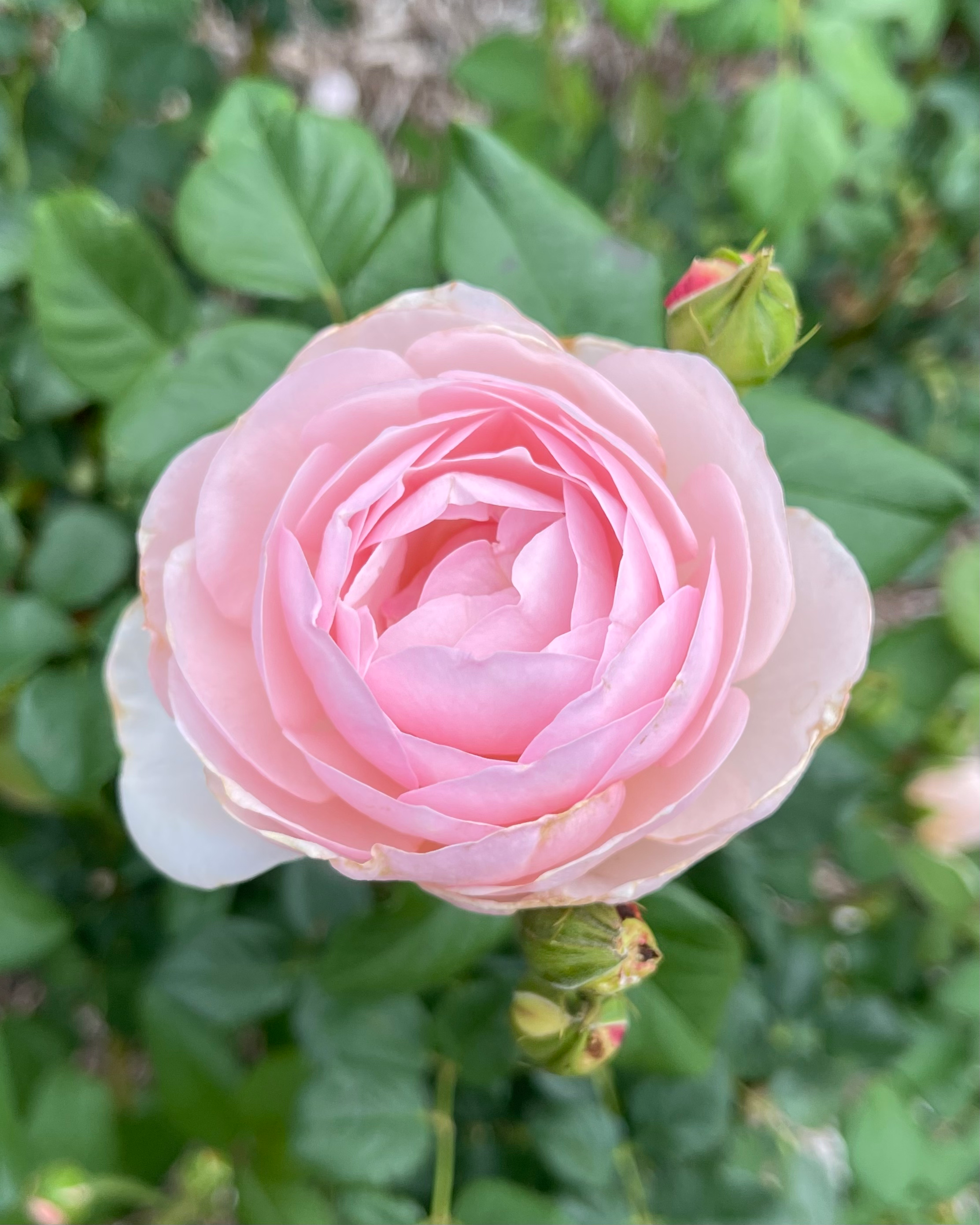 Extraordinary Help Me Find Roses Photos