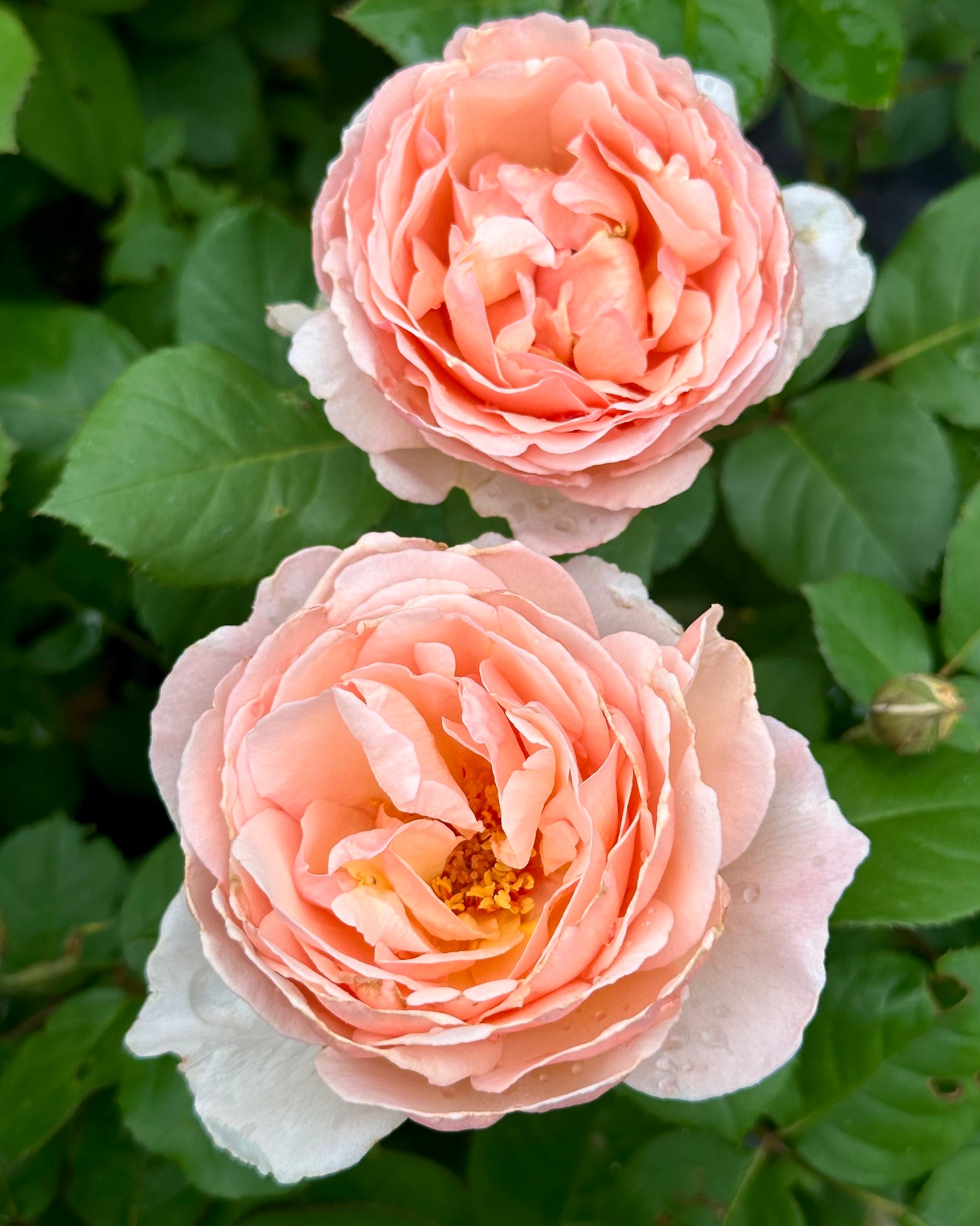 Princesse Charlène de Monaco image 0